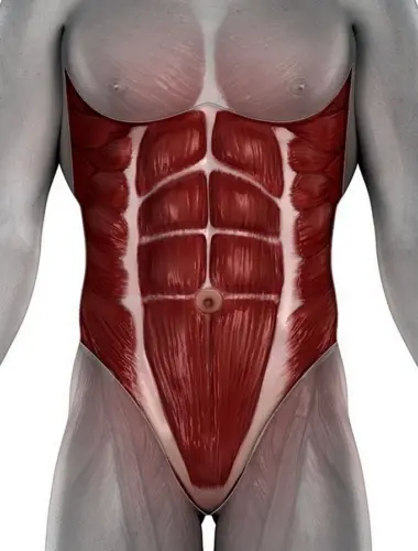 Rectus abdominis