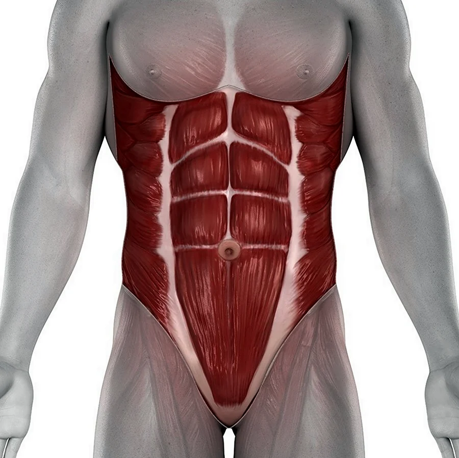 Rectus abdominis