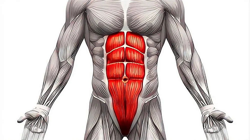 Rectus abdominis