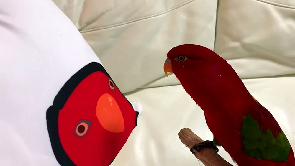 Red Bird mem