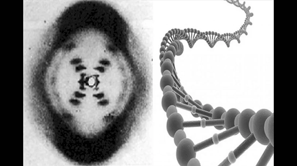 Рентгенограмма ДНК Розалинд Франклин