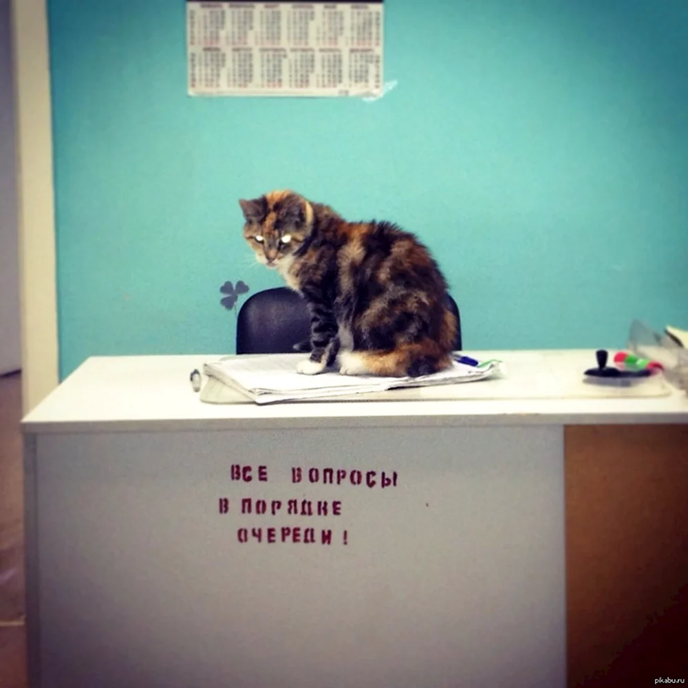 Ресепшн прикол