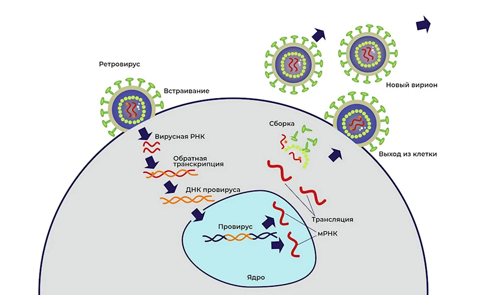 Ретровирус жизненный цикл