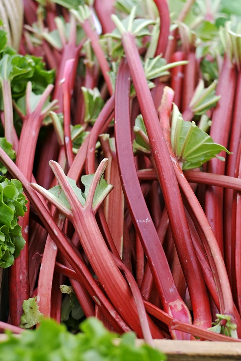 Ревень волнистый Rheum rhabarbarum