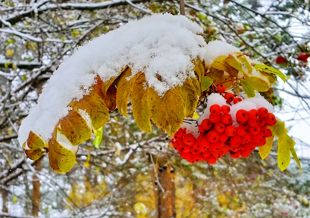 Рябина и первый снег