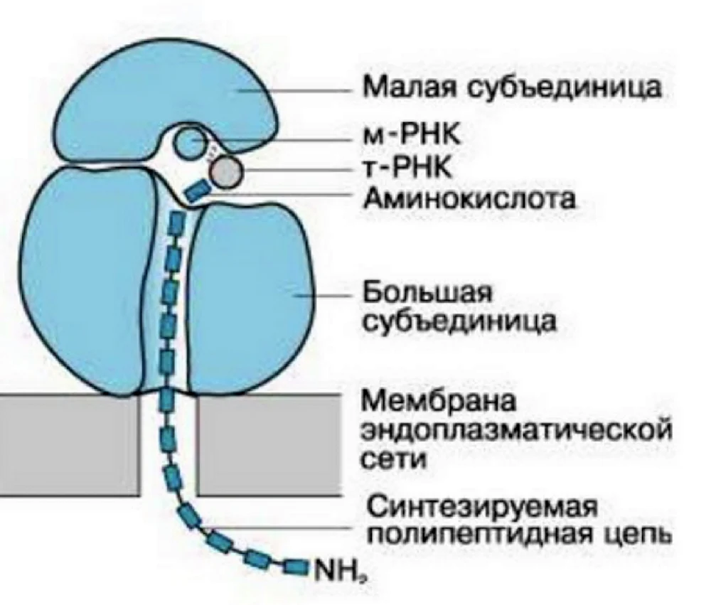 Рибосома строение рисунок