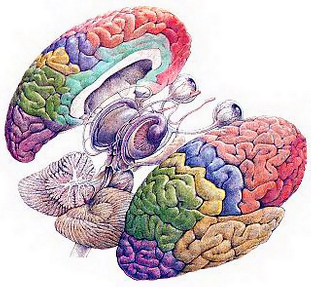 Рисунки по неврологии анатомия мозга