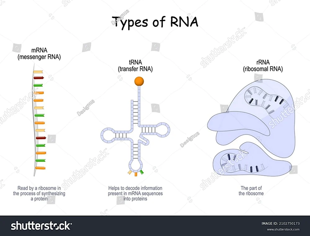 RNA Types