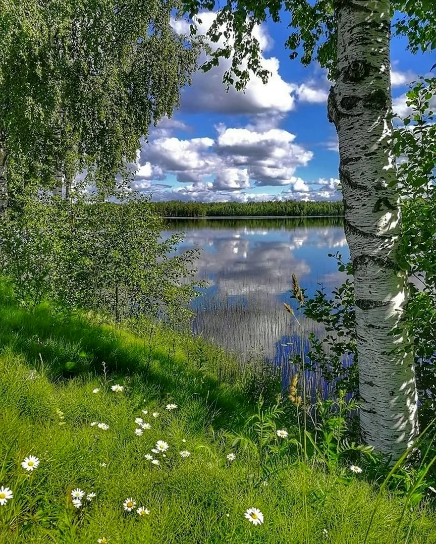 Российские просторы березы Есенин