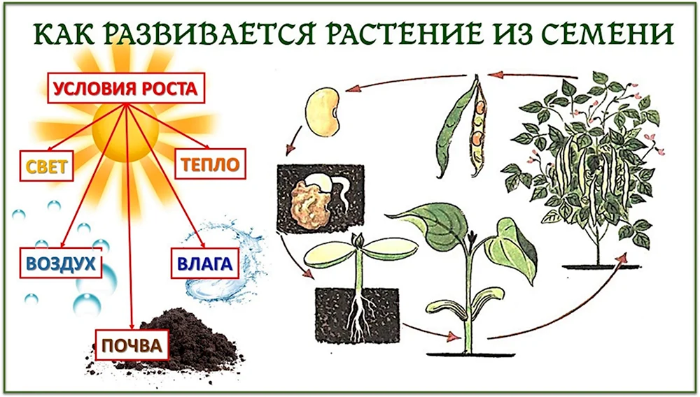 Рост растения схема