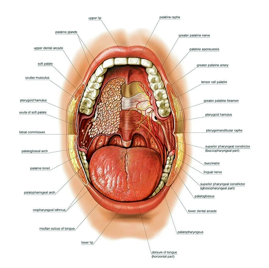 Ротовая полость анатомия язык