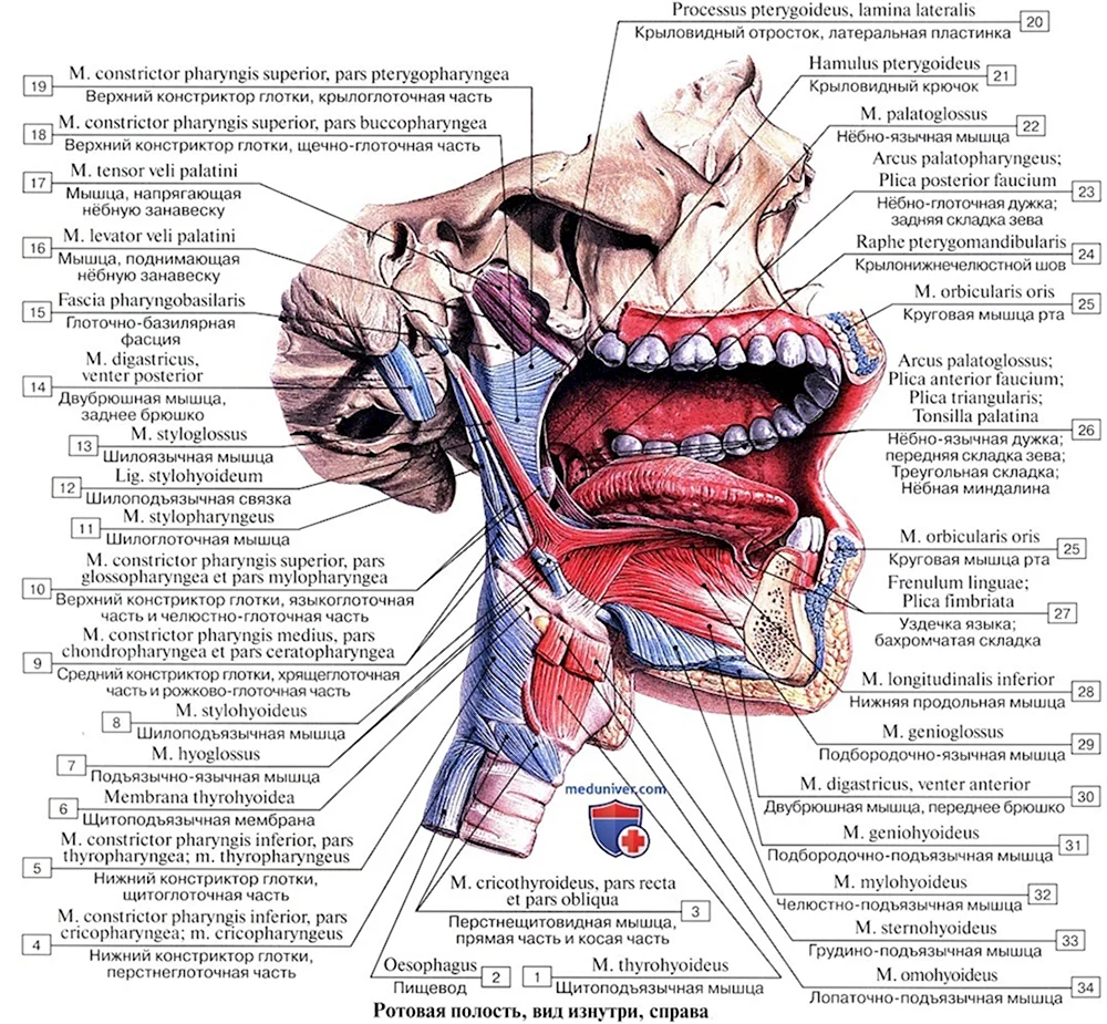 Ротовая полость анатомия латынь