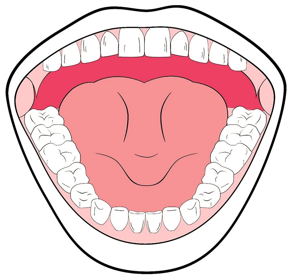 Ротовая полость и зубы для детей