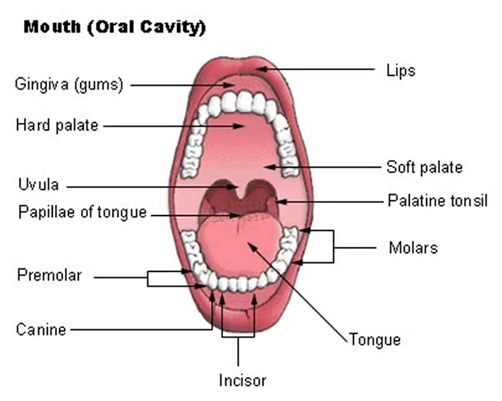 Ротовая полость oral cavity