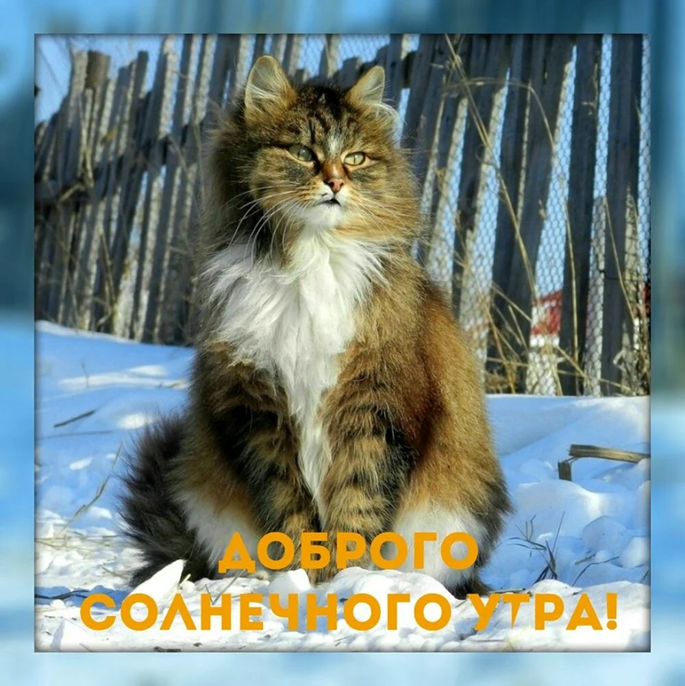 Русско Сибирская кошка