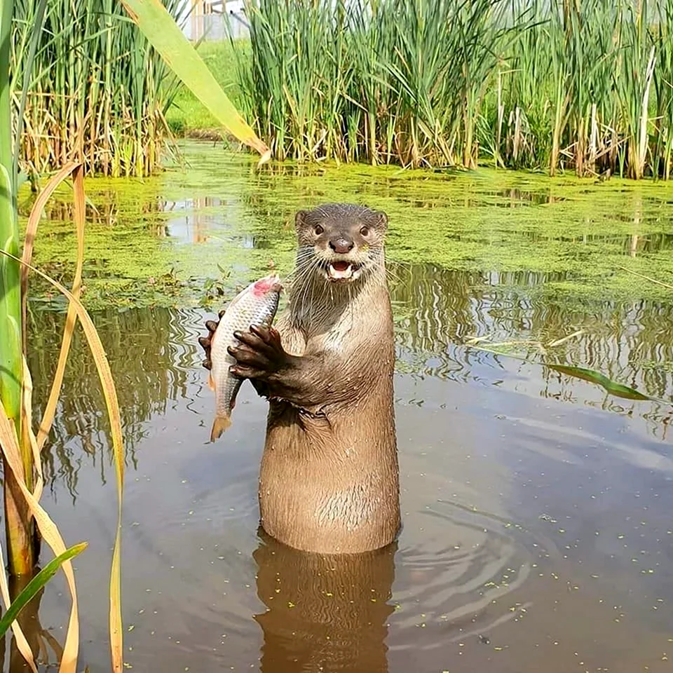 Рыбов красивое