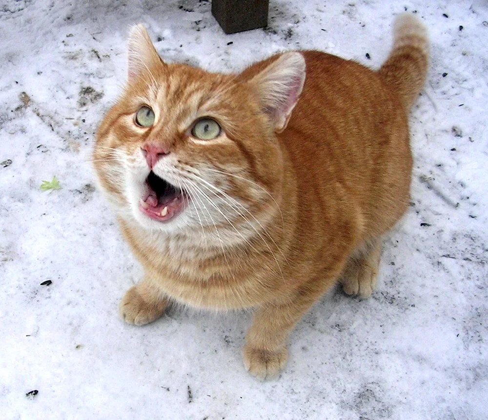 Текст барсик. Прикольный рыжий кот. Мартовский кот. Смешные рыжие котики. Прикольные коты с подписями.