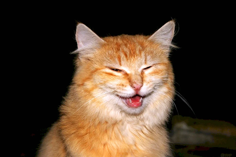 Рыжий кот улыбается