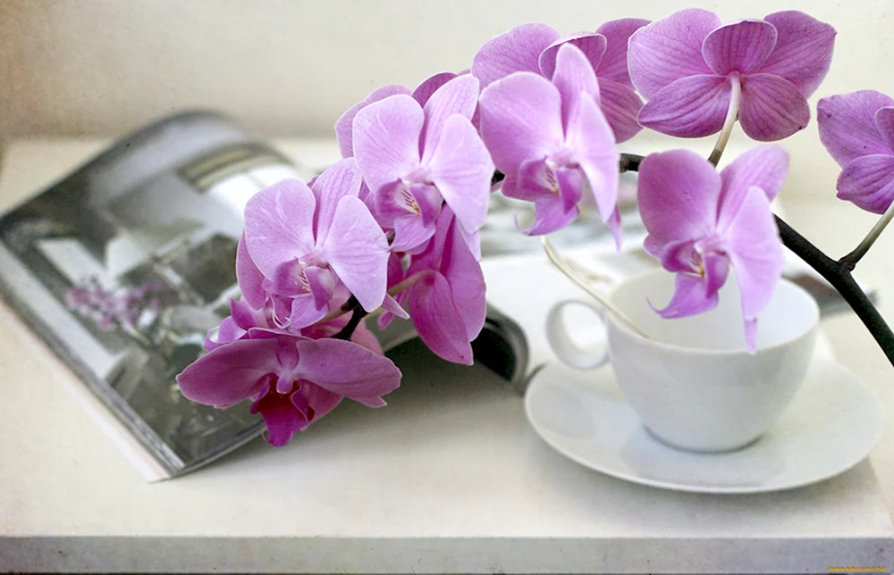 С добрым утром с орхидеями
