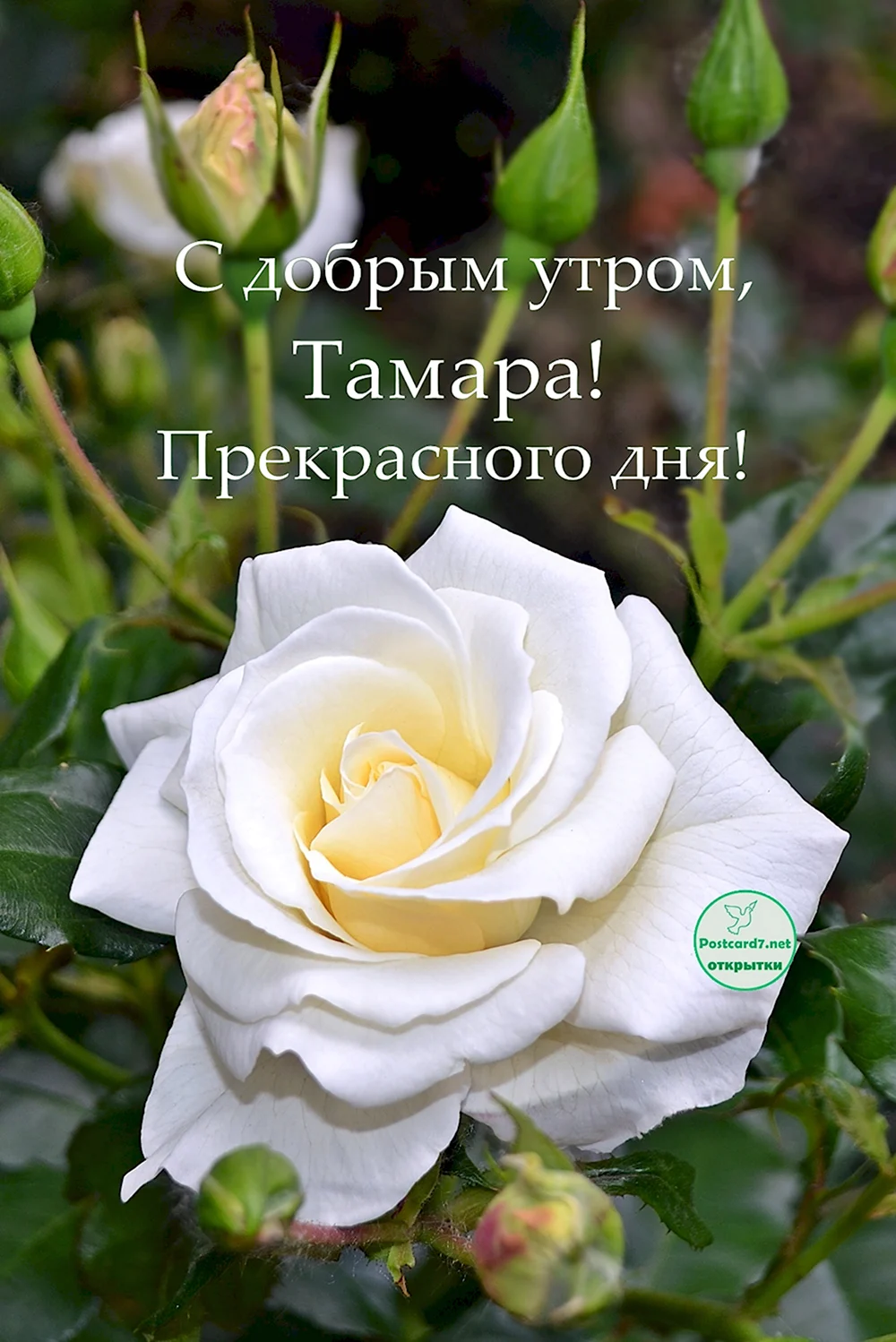 С добрым утром Тамара