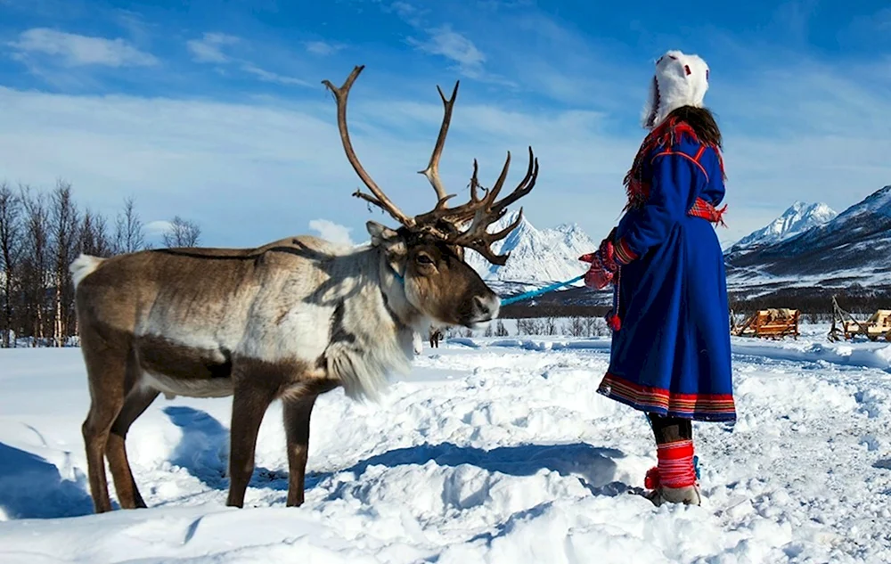 Саамы Кольского полуострова с оленями