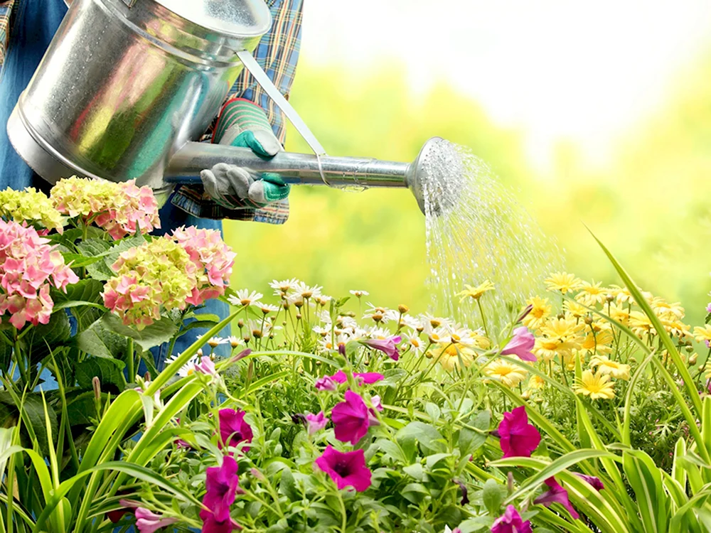 Садовник поливает цветы