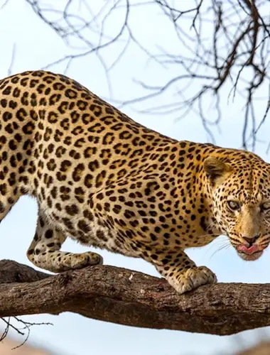 Сафари леопард