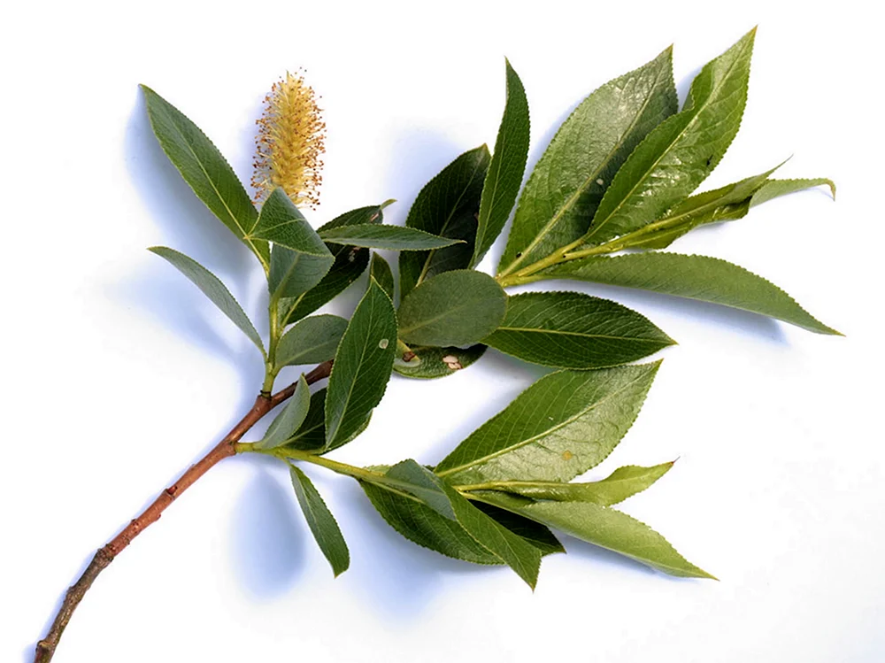 Salix tenuijulis