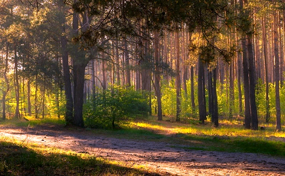 Салманов утро в лесу