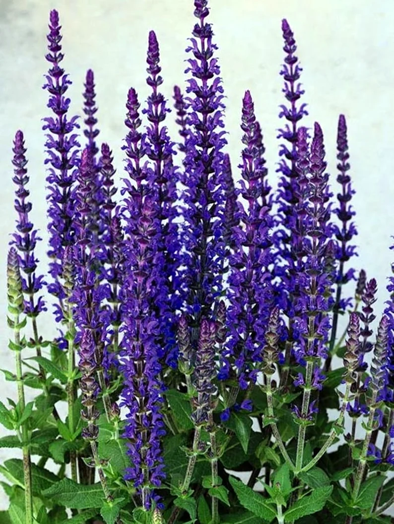 Salvia superba шалфей Дубравный