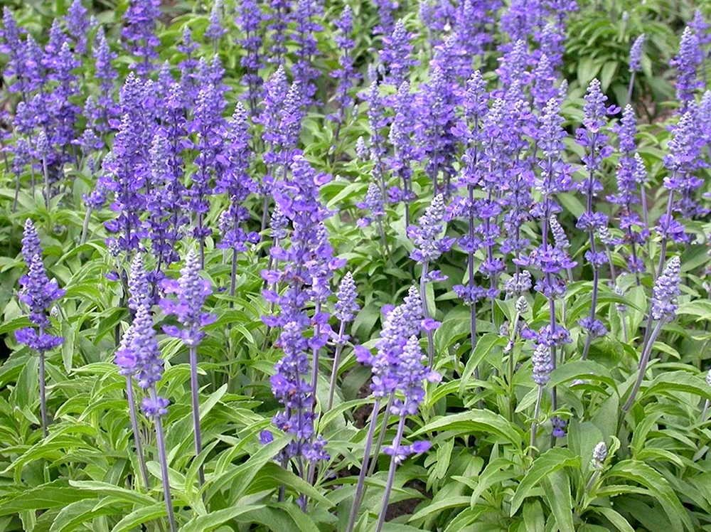 Сальвия Salvia Сальвия мучнистая