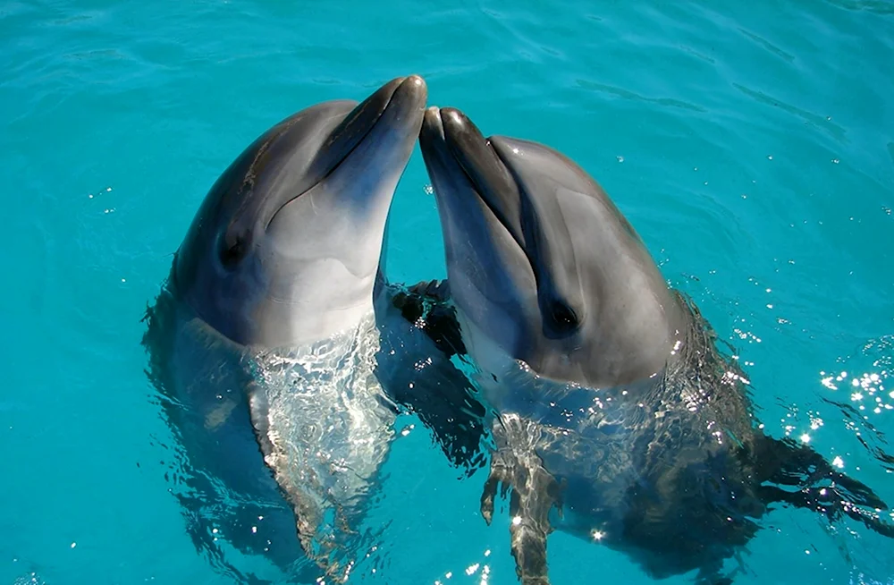 Самка дельфина