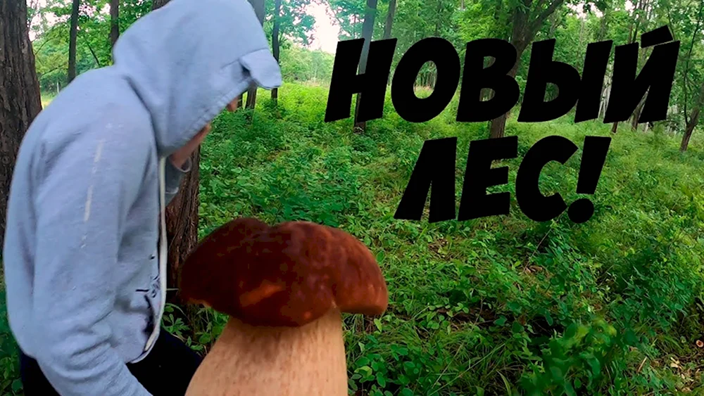 Самые популярные грибы