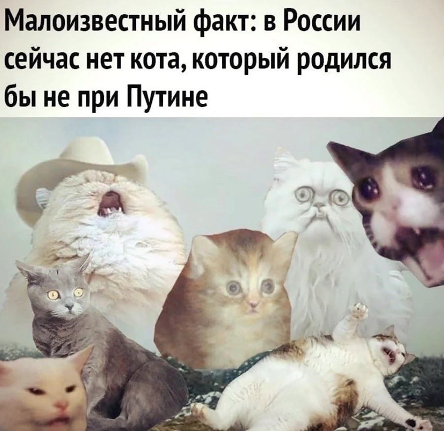 Самые популярные мемы с котами