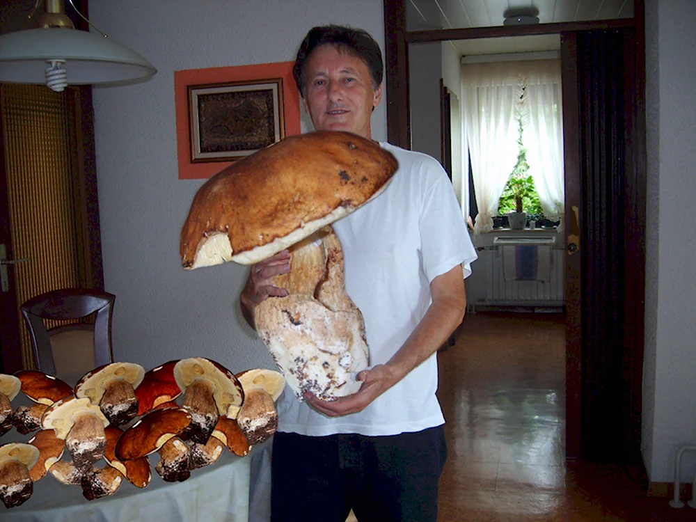 Самый большой гриб Боровик