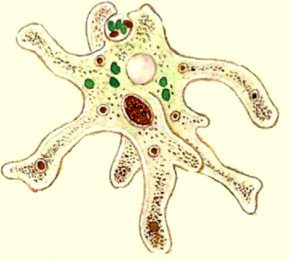 Саркодовые амеба обыкновенная