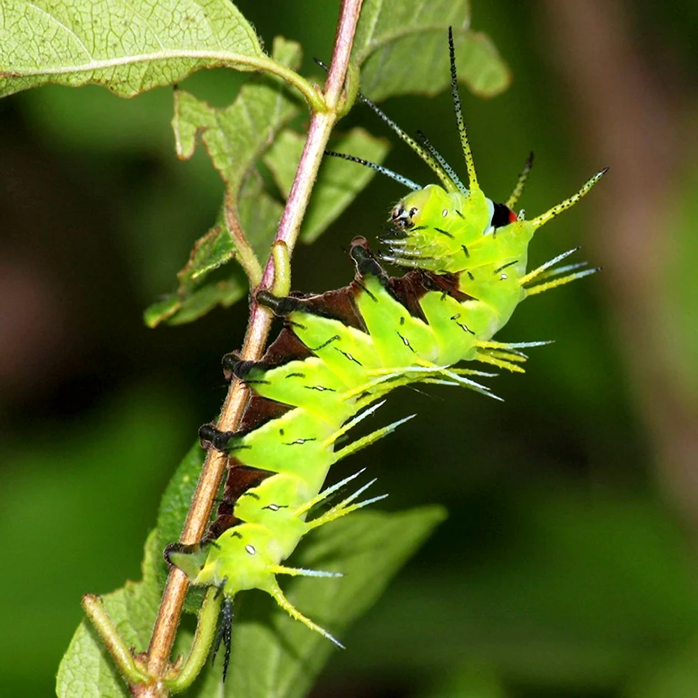 Sasakia charonda гусеница японская