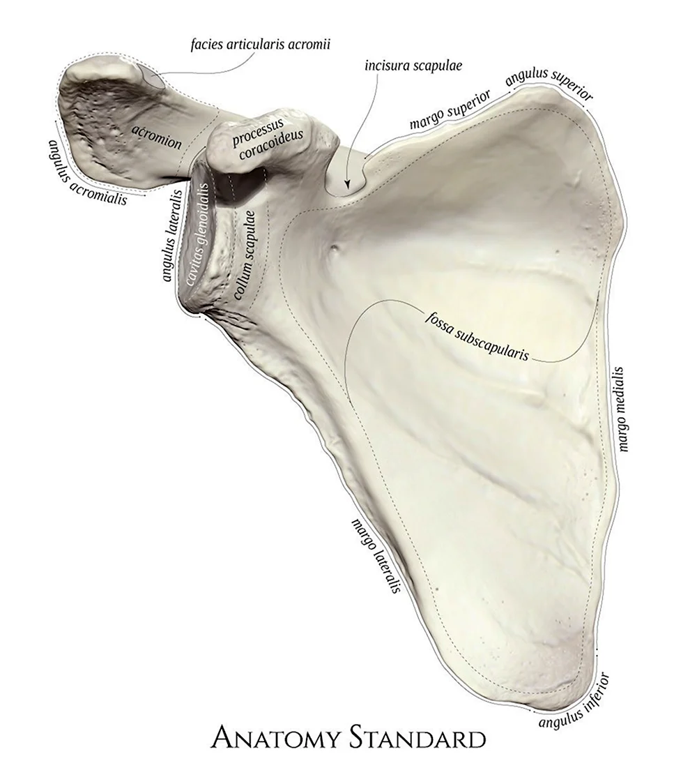 Scapula Margo