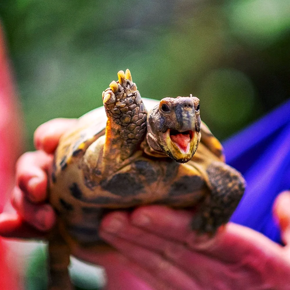Счастливая черепаха