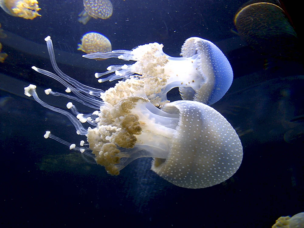 Scyphozoa Сцифоидные медузы