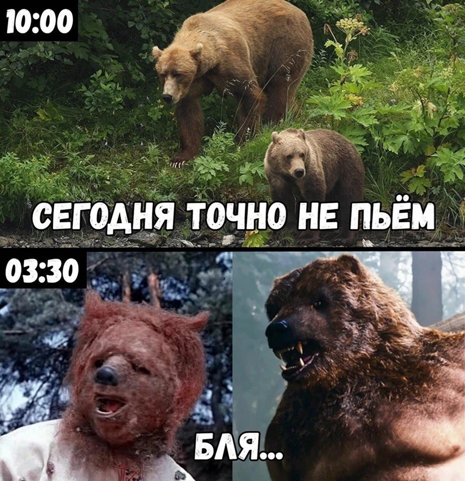 Сегодня точно не пьем медведи