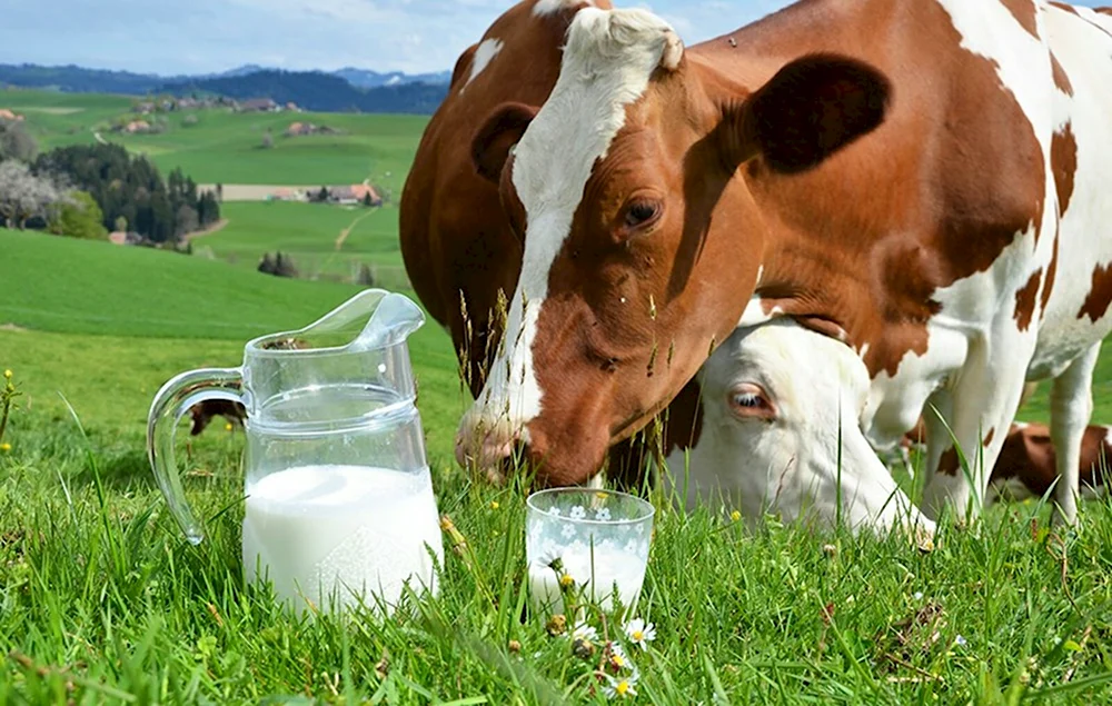Сельское хозяйство молочная продукция