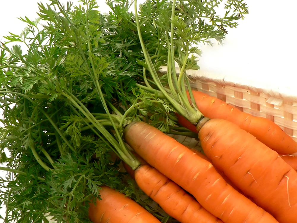 Семейство зонтичные морковь посевная