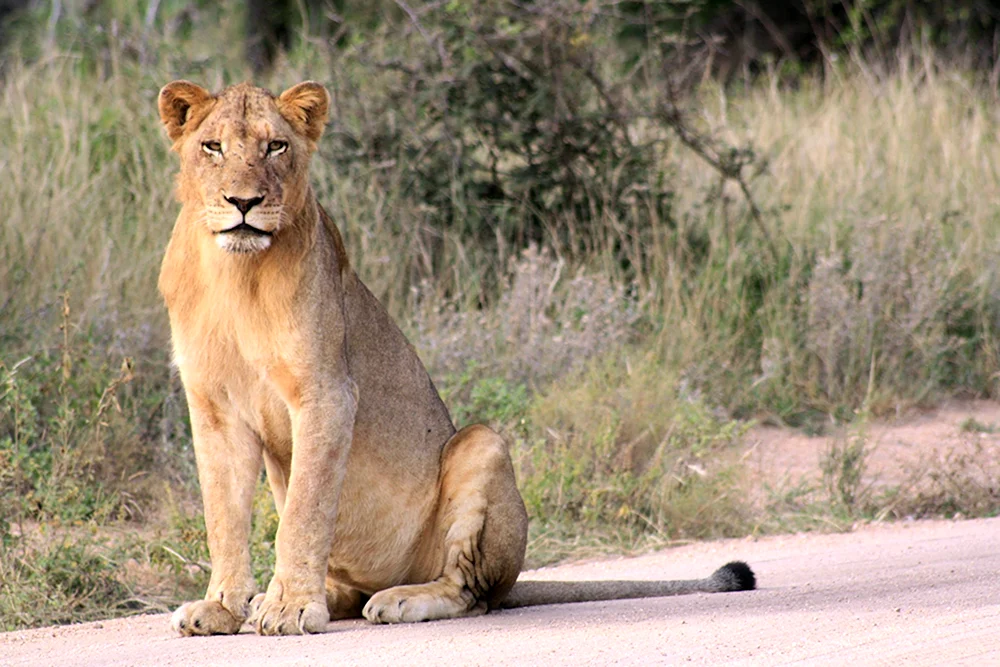 Сенегальский Лев
