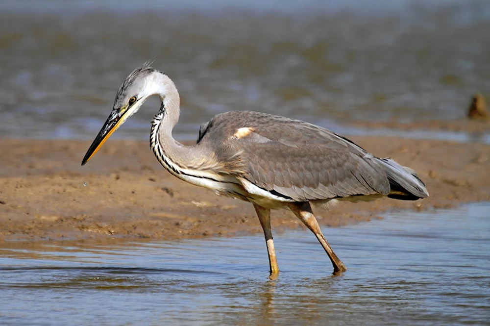 Серая цапля Ardea cinerea