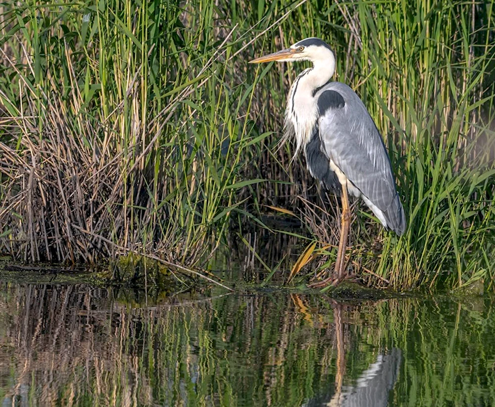 Серая цапля Ardea cinerea