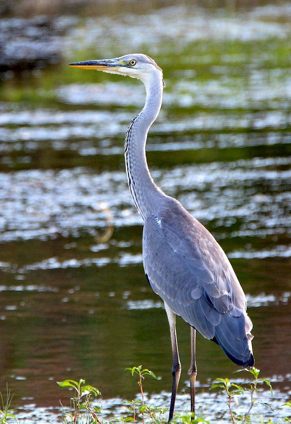 Серая цапля Ardea cinerea