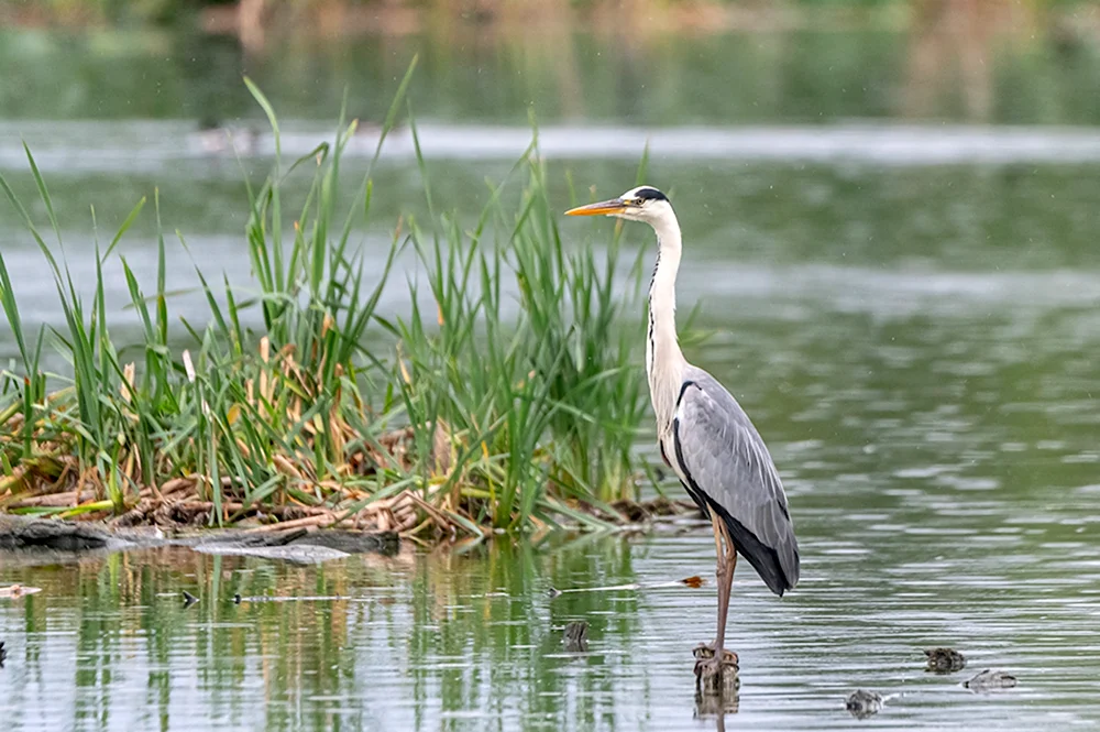 Серая цапля Ardea cinerea