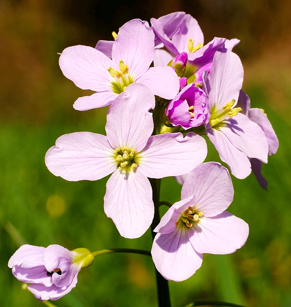 Сердечник Луговой. Сердечник пурпуровый Cardamine purpurea. Cardamine pratensis. Трава сердечник Луговой.