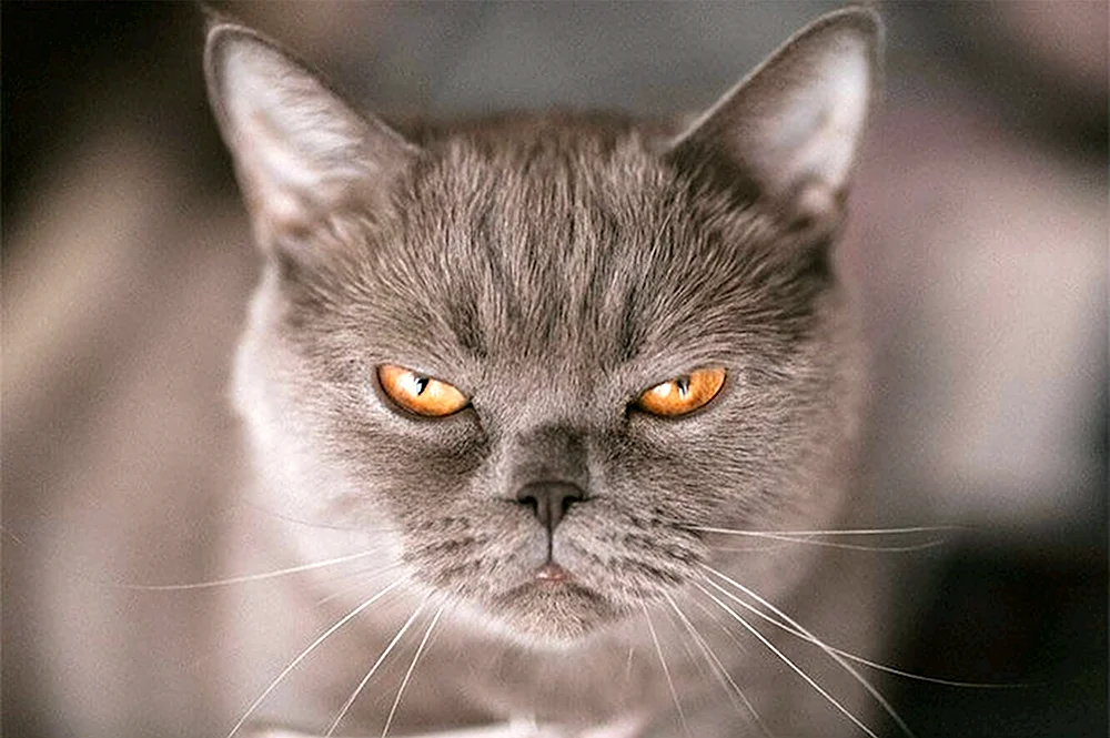 Сердитый кот британец